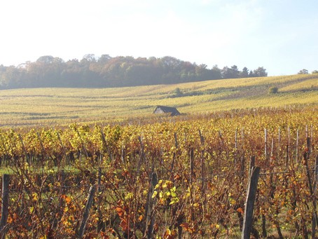 gite alsace - Vignes a l'automne